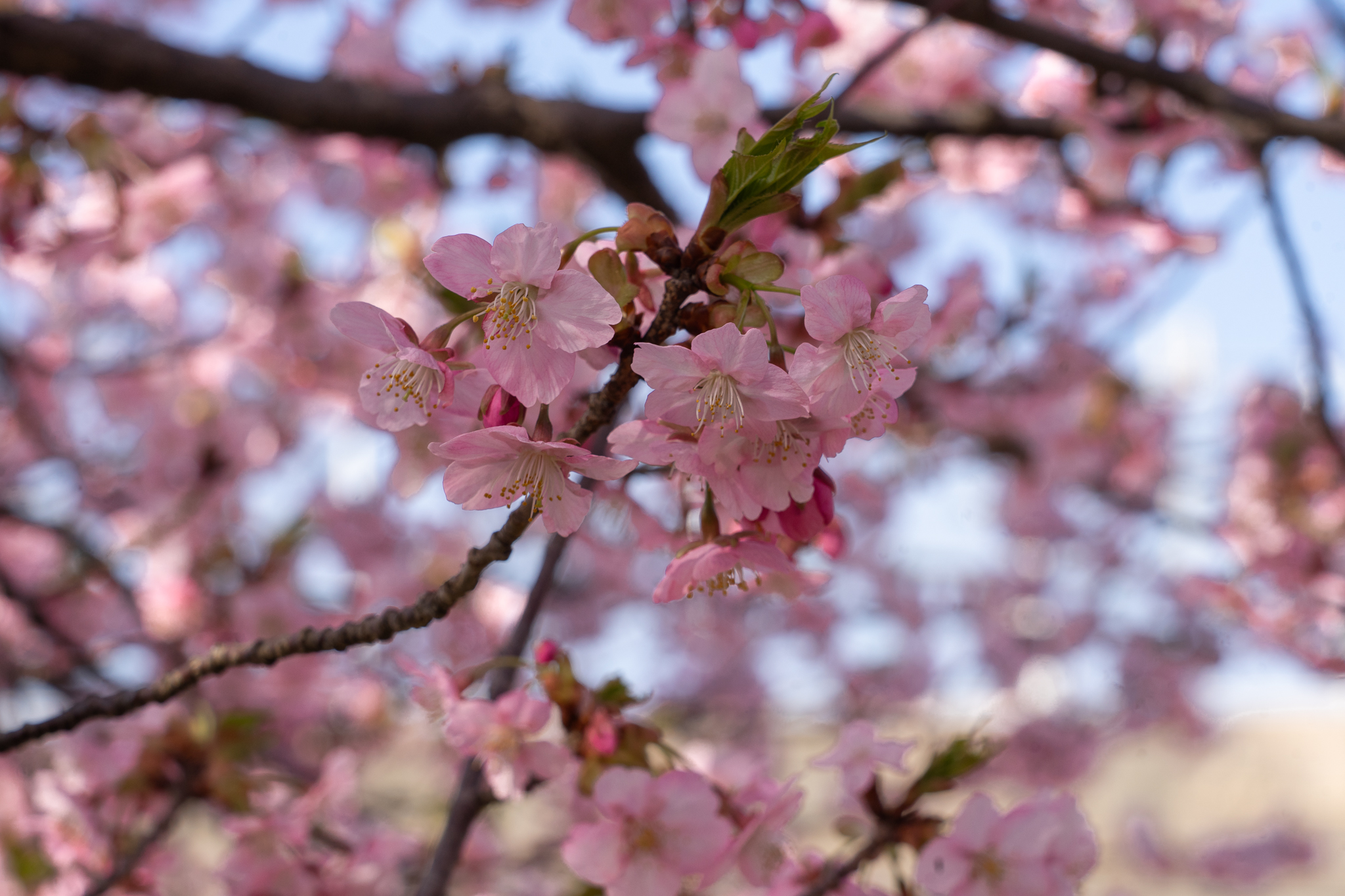 Japan: Land of the Rising Sun